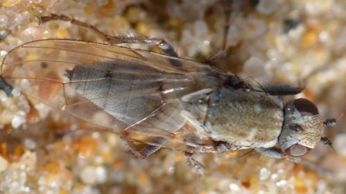 Helcomyza ustulata